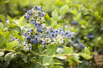 Image showing Blueberries