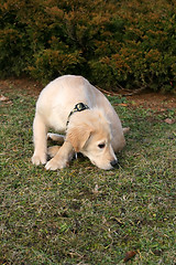 Image showing Golden Retriever Puppy Sniffing