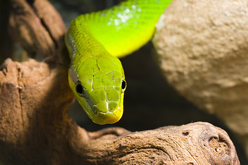 Image showing Red Tailed Racer