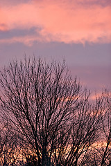 Image showing Trees Silhouette