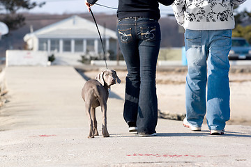 Image showing Walking the Dog