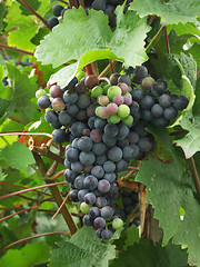 Image showing Grapes