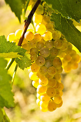 Image showing Yellow grapes