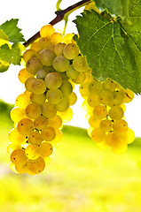 Image showing Yellow grapes