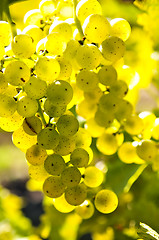 Image showing Yellow grapes