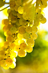 Image showing Yellow grapes