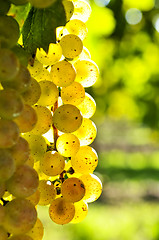 Image showing Yellow grapes