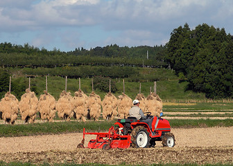 Image showing Autumn rice field