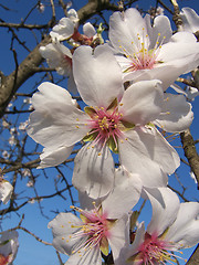 Image showing almond flowers