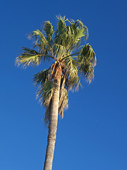 Image showing palm tree