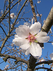 Image showing almond flowers