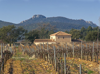 Image showing House in vineyards