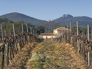 Image showing House in vineyards
