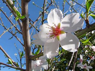 Image showing almond flower