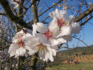 Image showing almond flowers