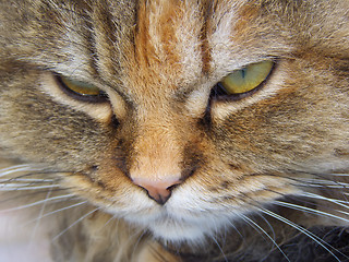 Image showing Persian cat face