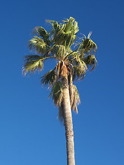 Image showing palm tree