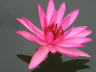 Image showing Water lily magic