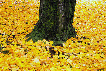 Image showing Fall Foliage