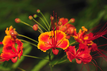 Image showing Gulmohar