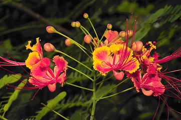 Image showing Gulmohar