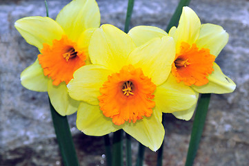 Image showing Daffodils