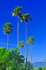 Image showing Palm Tree