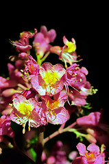 Image showing Cherry Blossoms