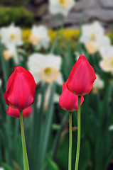 Image showing Tulips