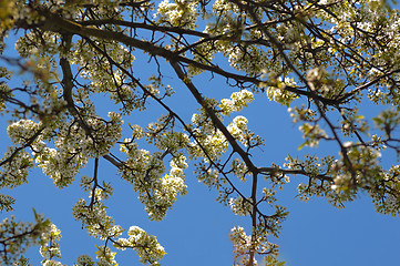 Image showing Cherry Blossoms