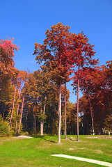 Image showing Fall Foliage