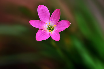 Image showing Spring Flower