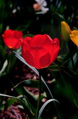 Image showing Backlit Tulips