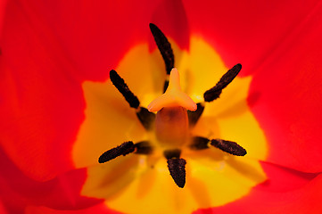 Image showing Spring Flower