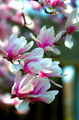 Image showing Cherry Blossoms