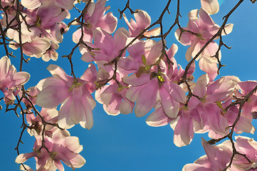 Image showing Cherry Blossoms