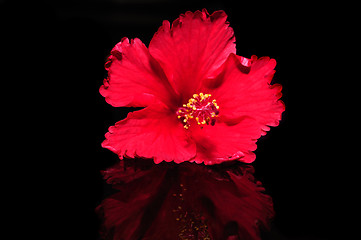 Image showing Hibiscus