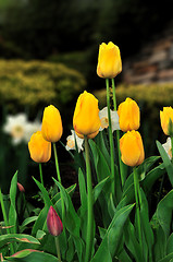 Image showing Tulips