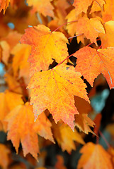 Image showing Fall Foliage