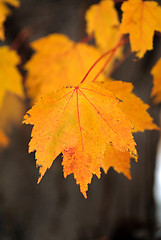 Image showing Fall Foliage