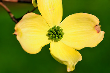 Image showing Spring Flower