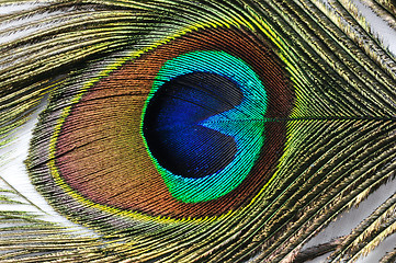 Image showing Peacock Feather