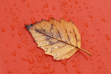 Image showing Dry Leaf