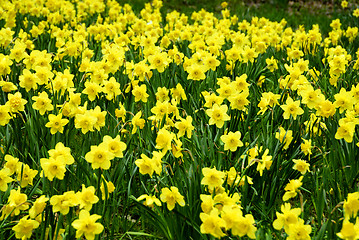 Image showing Dafodils