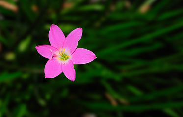 Image showing Spring Flowers