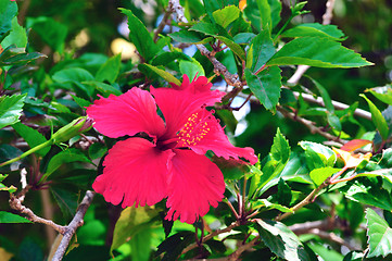 Image showing Hibiscus