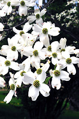 Image showing Cherry Blossoms