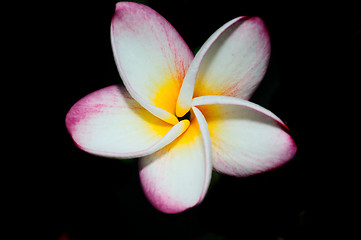 Image showing Frangipani