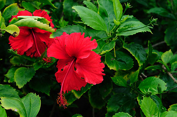 Image showing Tropical Flowers