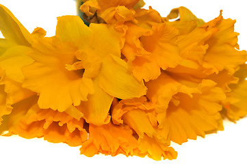 Image showing Daffodils